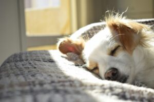 すやすやと眠る犬※ネクスガードスペクトラは個人輸入で正規品をお得に購入！「うさパラ」が最適な理由
